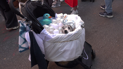 Crowds gather for 35th Tompkins Square Halloween Dog Parade amid car incident